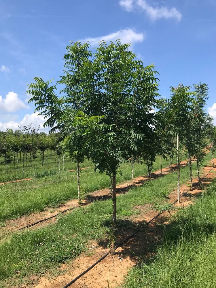 pistacia-chinensis-chinese-pistache