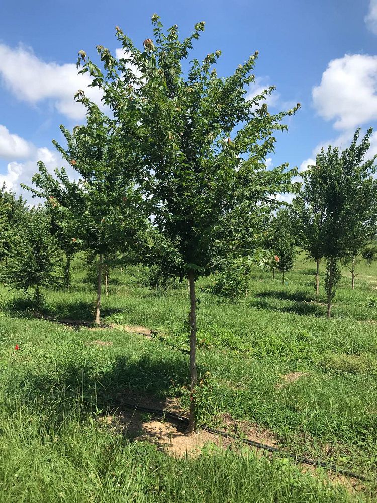 pistacia-chinensis-chinese-pistache