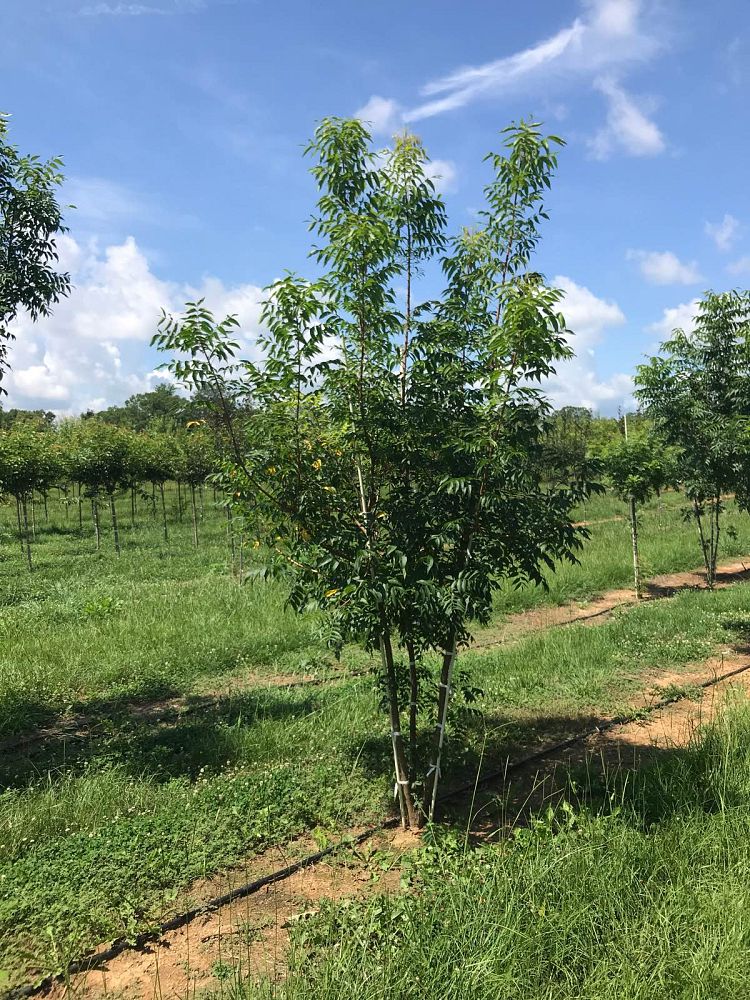 pistacia-chinensis-chinese-pistache