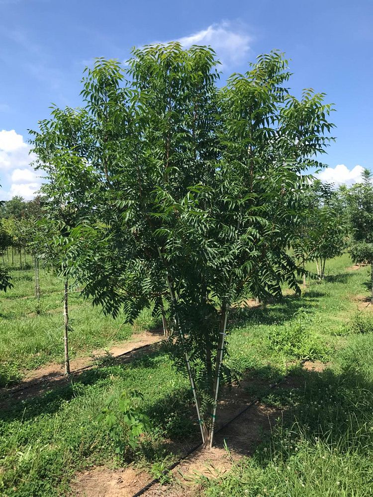 pistacia-chinensis-chinese-pistache