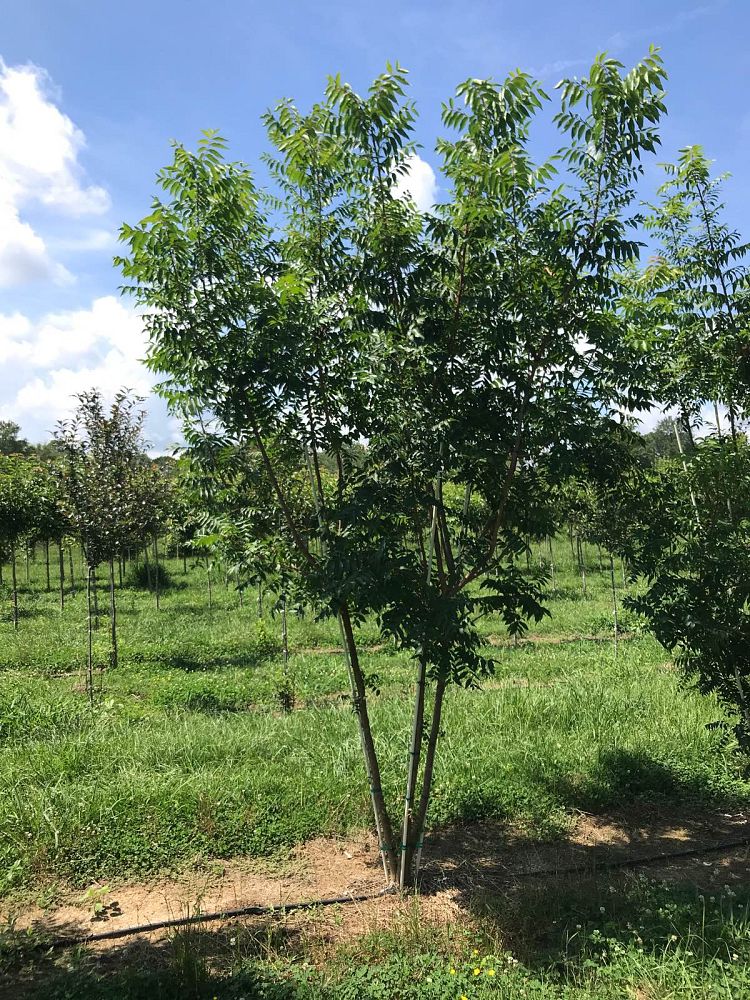 pistacia-chinensis-chinese-pistache