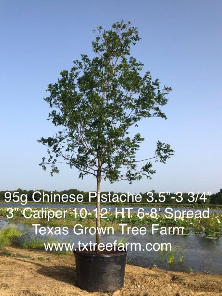 pistacia-chinensis-chinese-pistache