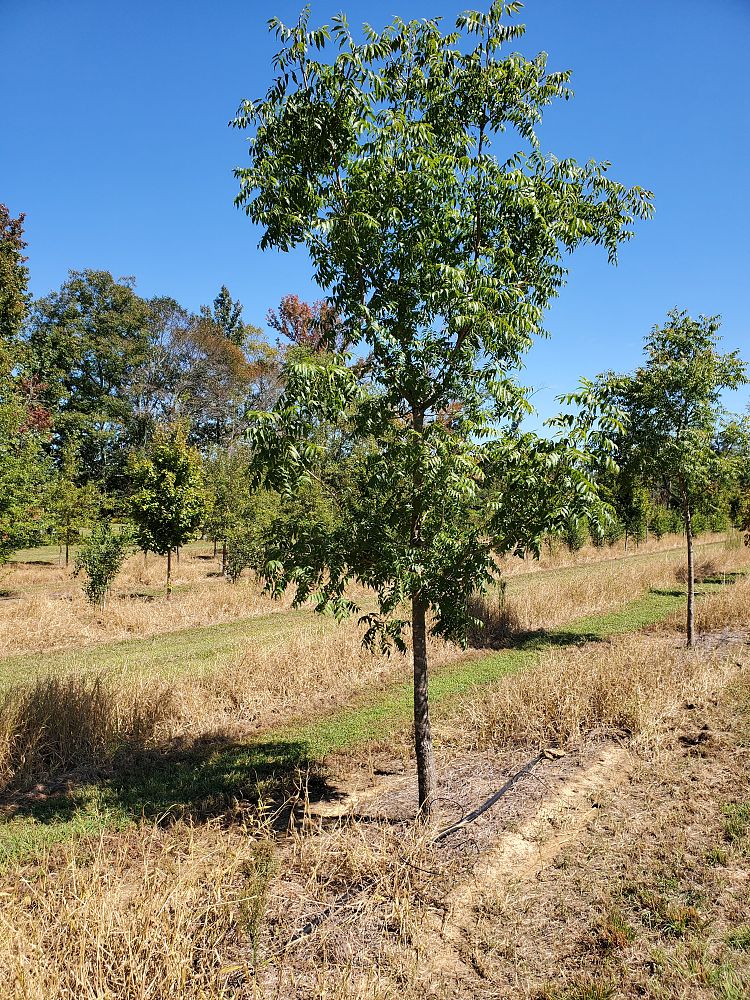 pistacia-chinensis-chinese-pistache