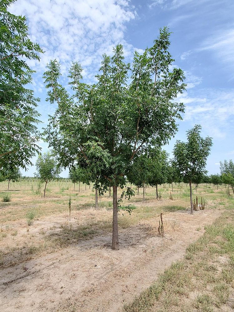 pistacia-chinensis-chinese-pistache