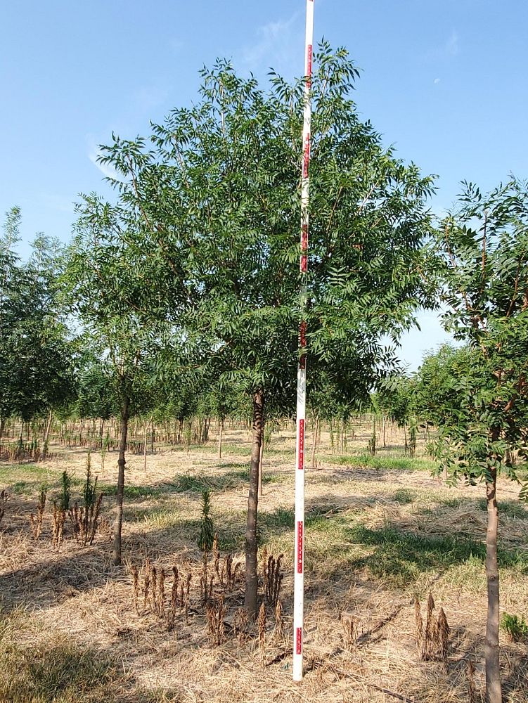 pistacia-chinensis-chinese-pistache
