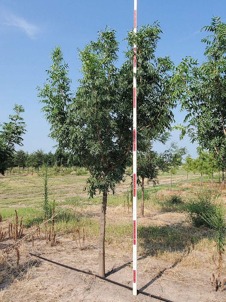 pistacia-chinensis-chinese-pistache