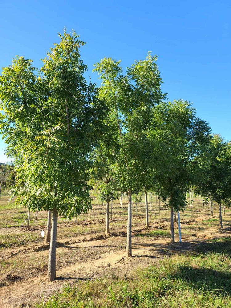 pistacia-chinensis-chinese-pistache