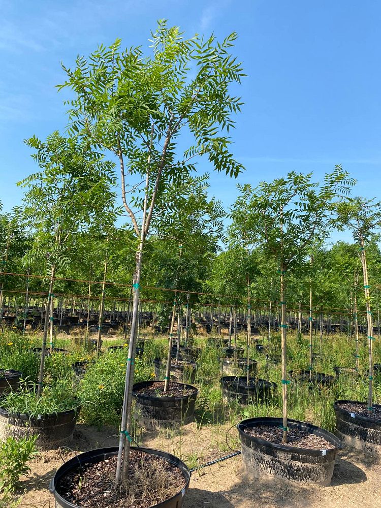 pistacia-chinensis-chinese-pistache
