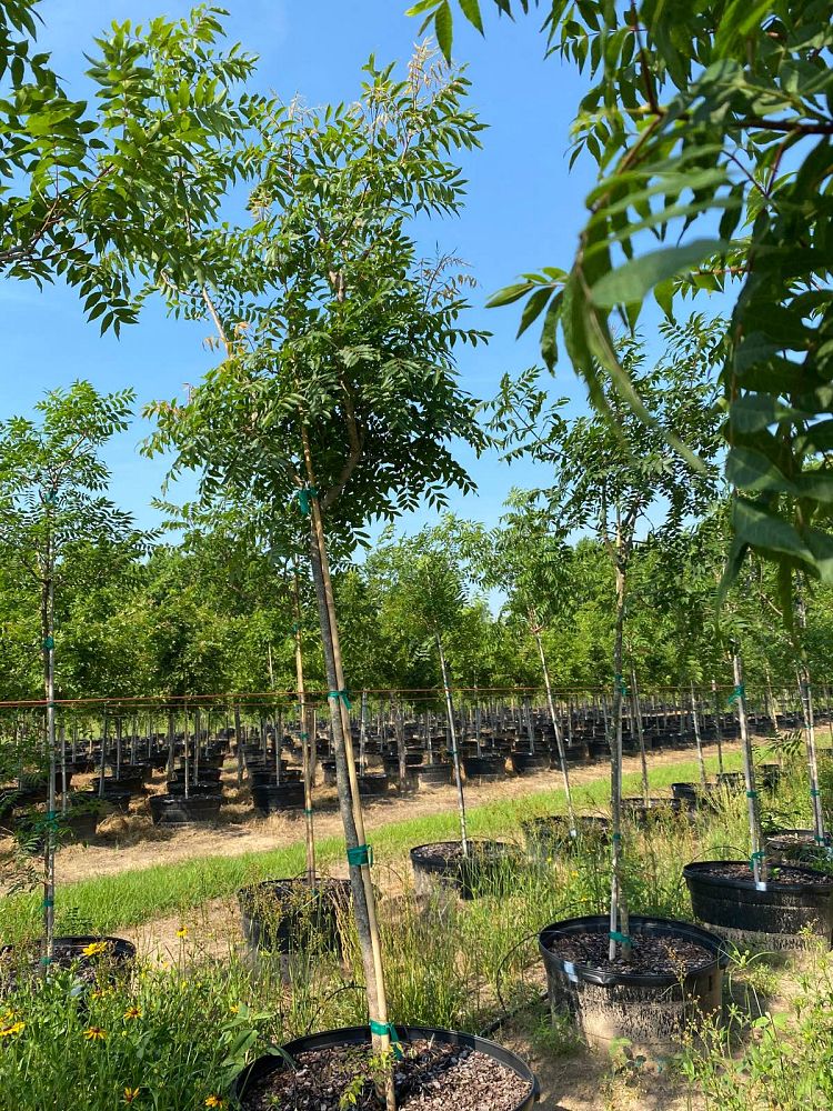 pistacia-chinensis-chinese-pistache