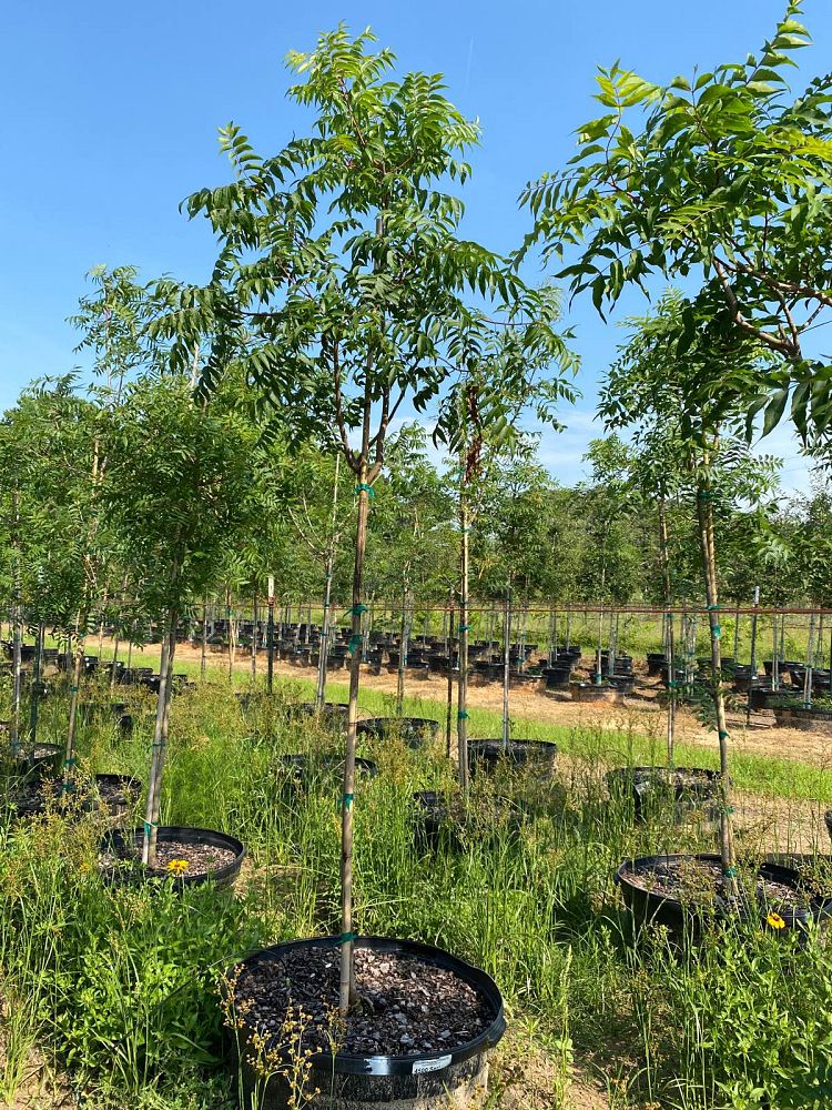 pistacia-chinensis-chinese-pistache