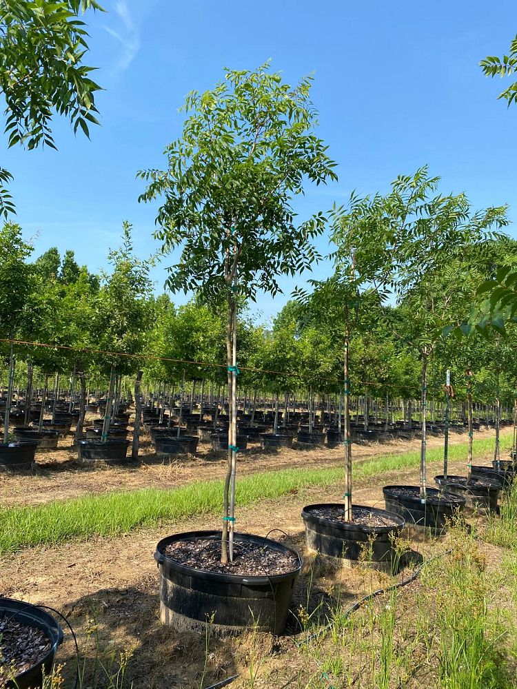 pistacia-chinensis-chinese-pistache