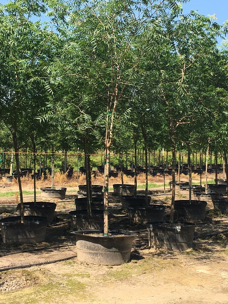 pistacia-chinensis-chinese-pistache