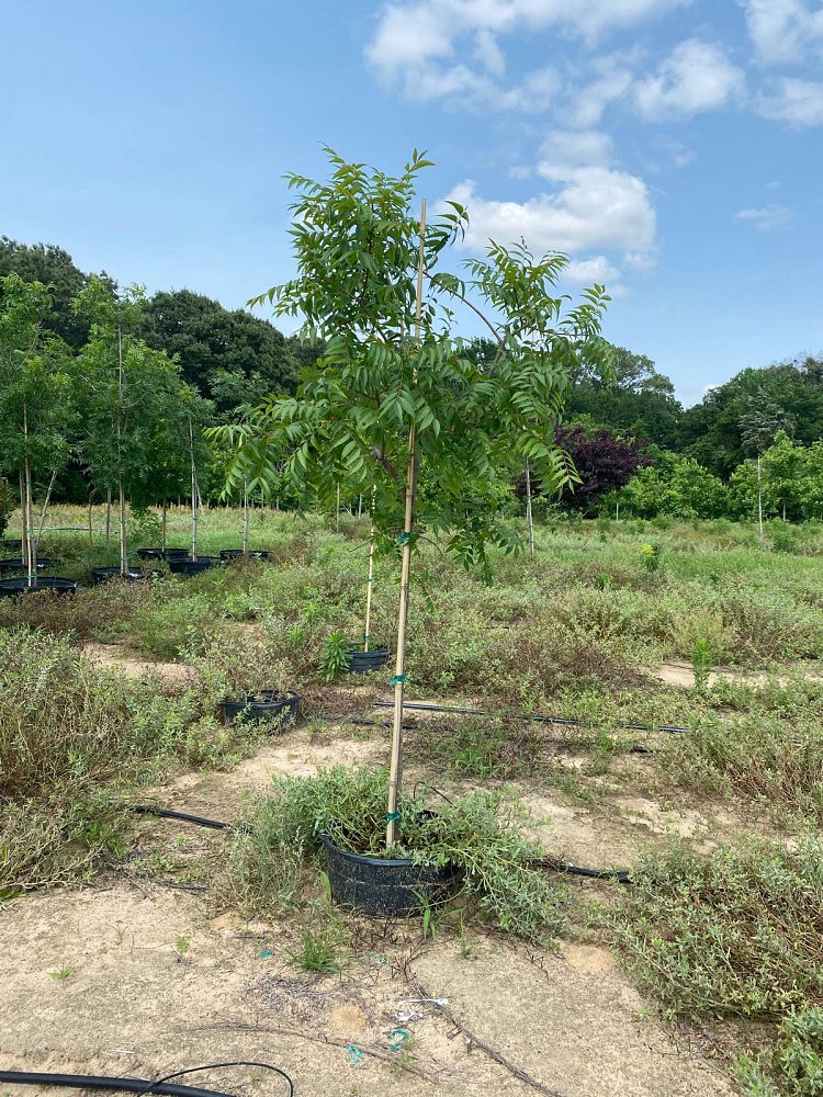 pistacia-chinensis-chinese-pistache
