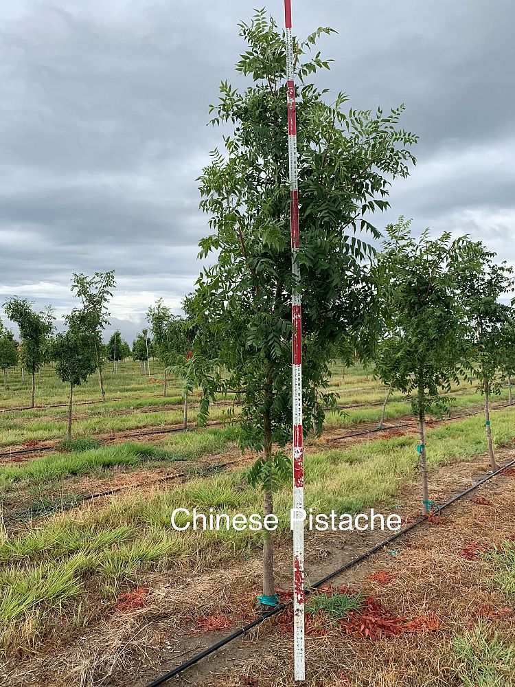 pistacia-chinensis-chinese-pistache