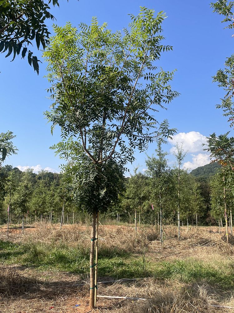 pistacia-chinensis-chinese-pistache