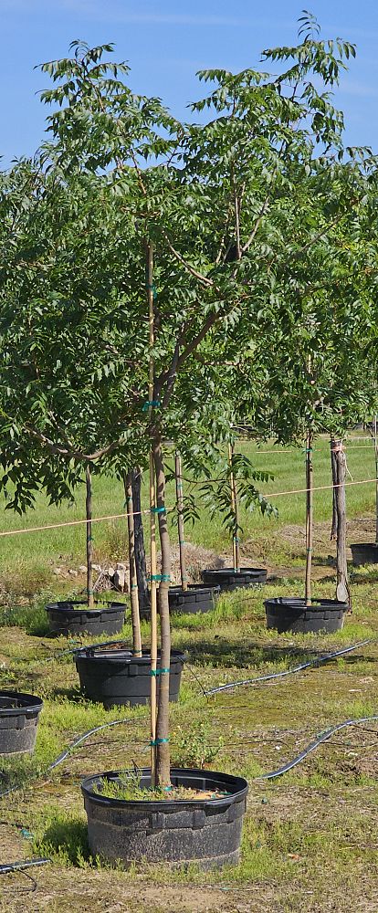pistacia-chinensis-chinese-pistache