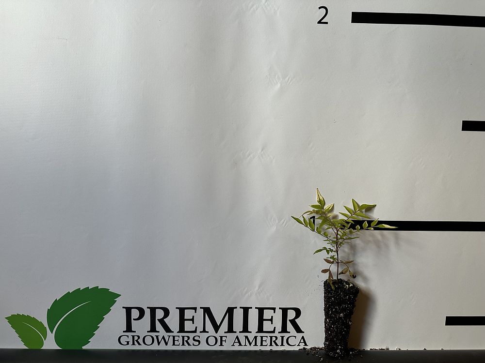 pistacia-chinensis-chinese-pistache