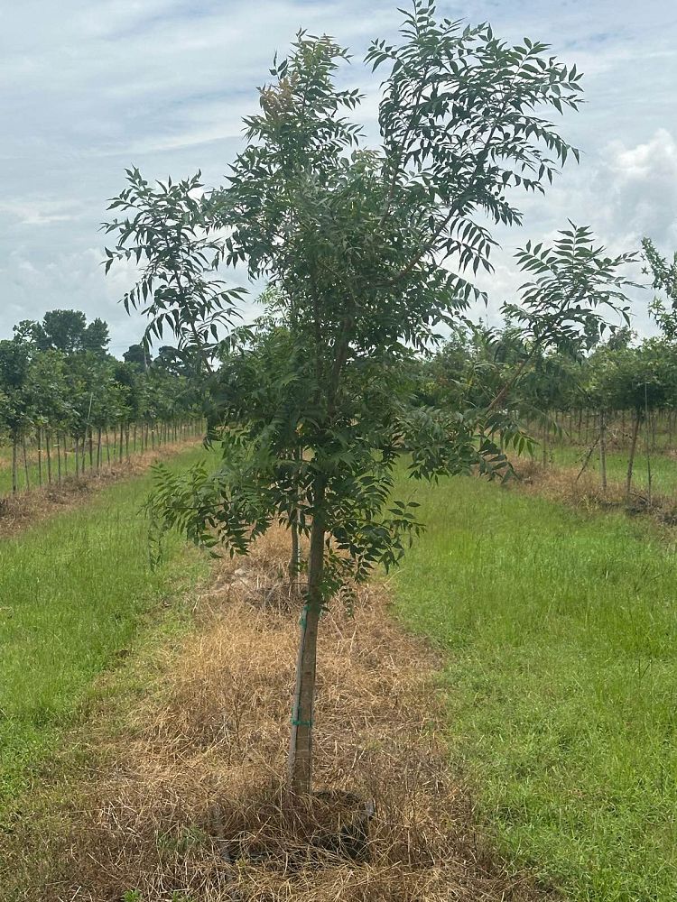 pistacia-chinensis-chinese-pistache