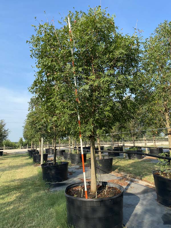 pistacia-chinensis-chinese-pistache