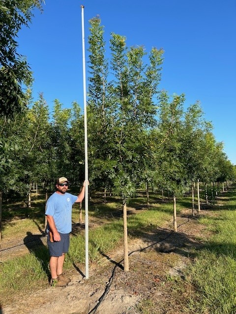 pistacia-chinensis-chinese-pistache