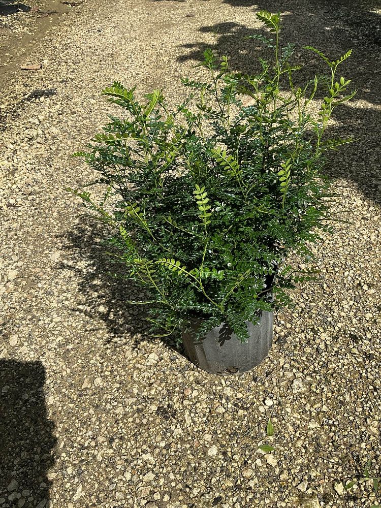 pistacia-chinensis-chinese-pistache