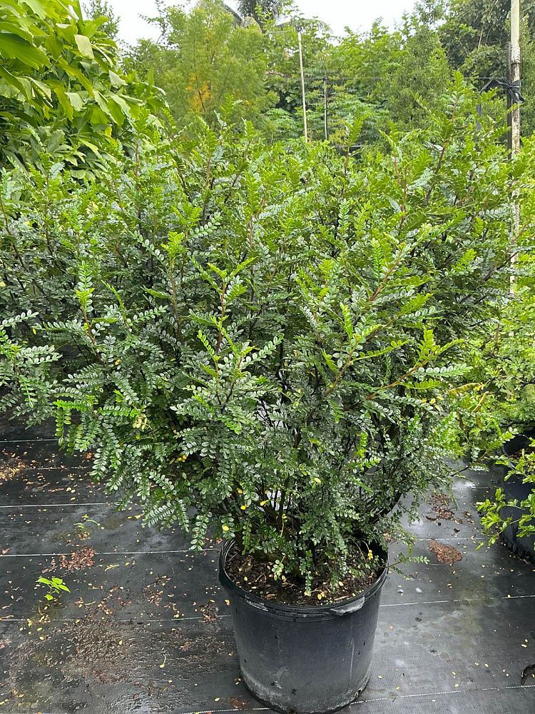pistacia-chinensis-chinese-pistache
