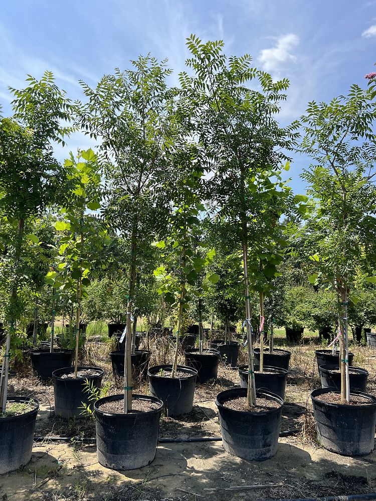 pistacia-chinensis-chinese-pistache