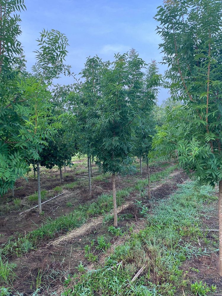 pistacia-chinensis-chinese-pistache