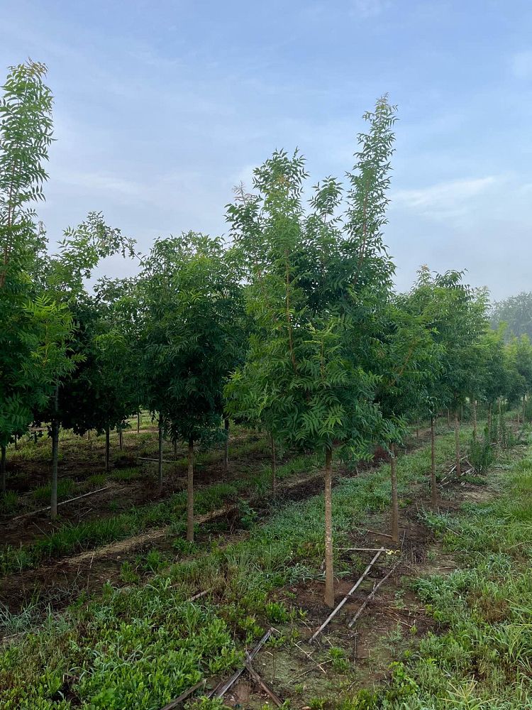 pistacia-chinensis-chinese-pistache