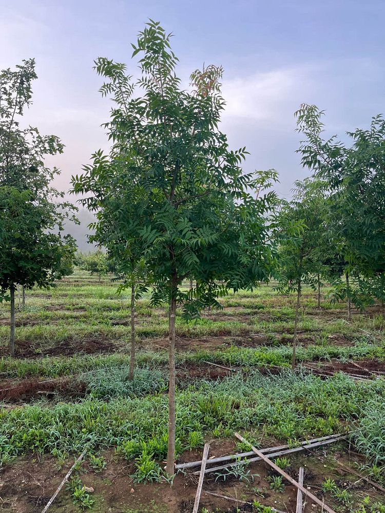 pistacia-chinensis-chinese-pistache