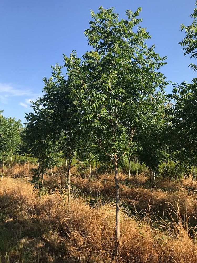 pistacia-chinensis-keith-davey-chinese-pistachio-chinese-pistache