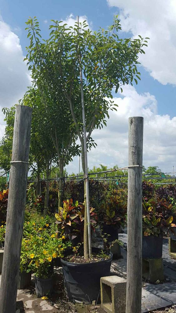 pistacia-lentiscus-mastic-tree
