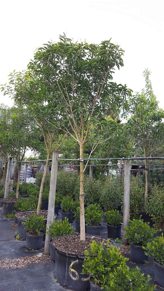 pistacia-lentiscus-mastic-tree