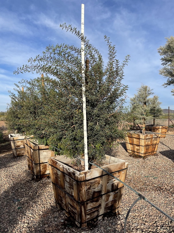 pistacia-lentiscus-mastic-tree