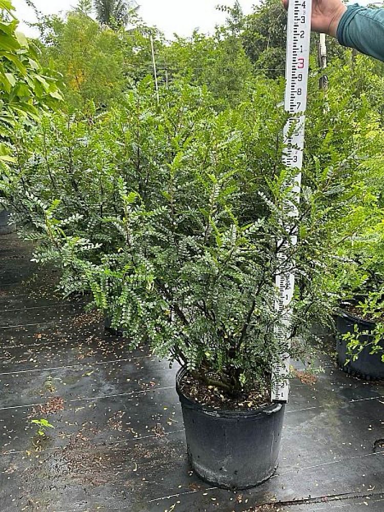 pistacia-mexicana-mexican-pistachio-texas-pistache-texas-pistachio-american-pistachio