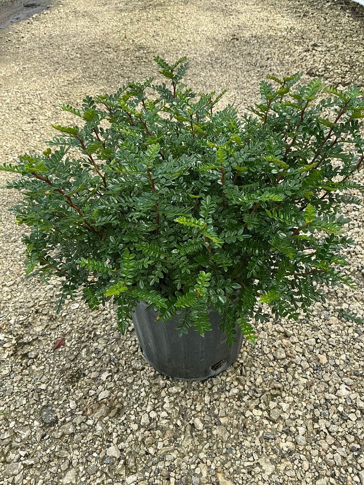 pistacia-mexicana-mexican-pistachio-texas-pistache-texas-pistachio-american-pistachio