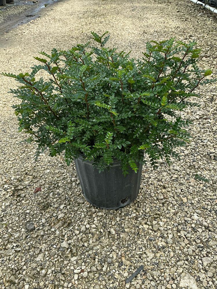 pistacia-mexicana-mexican-pistachio-texas-pistache-texas-pistachio-american-pistachio