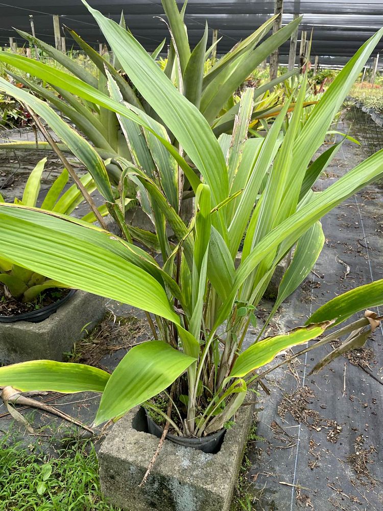 pitcairnia-corallina