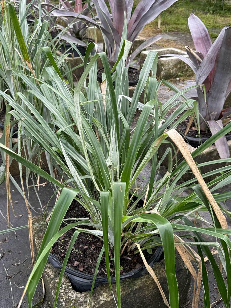 pitcairnia-integrifolia