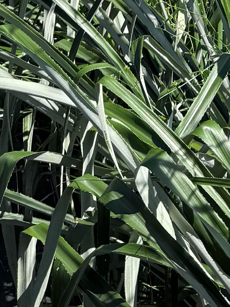 pitcairnia-integrifolia