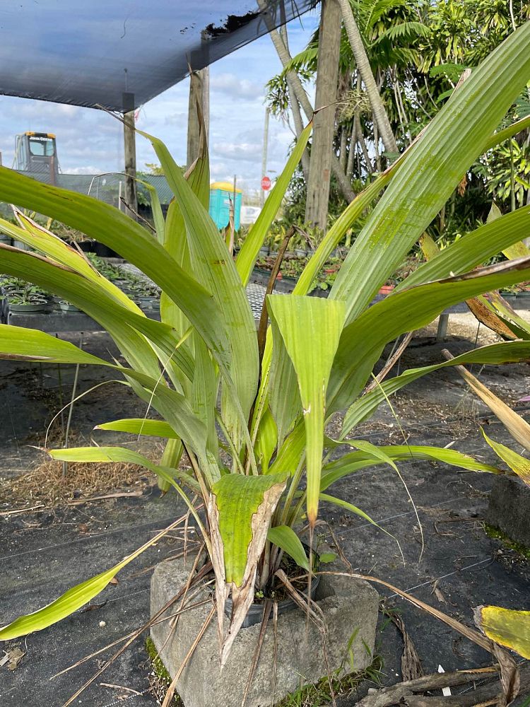 pitcairnia-sceptrigera-bromeliad