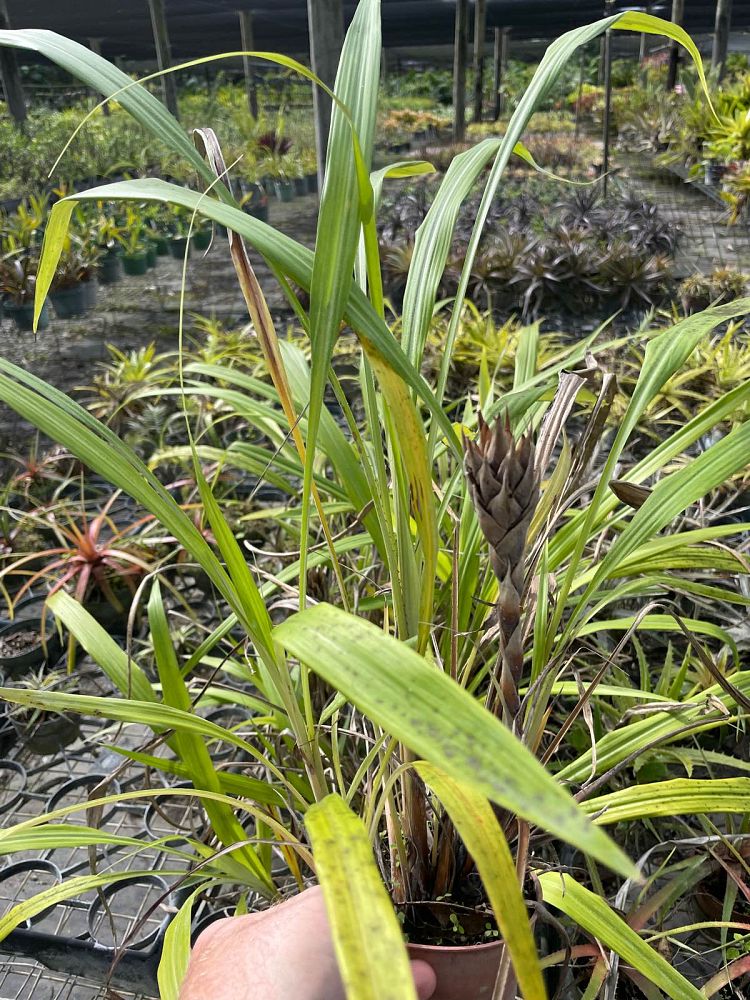 pitcairnia-sceptrigera-bromeliad