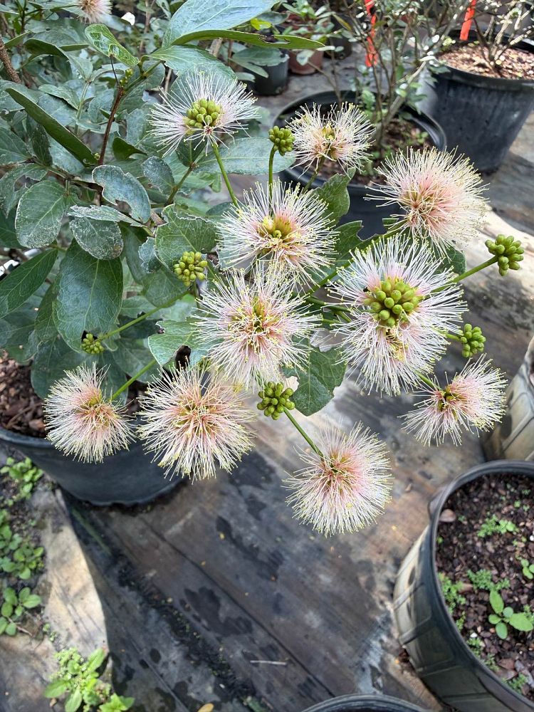 pithecellobium-blackbead