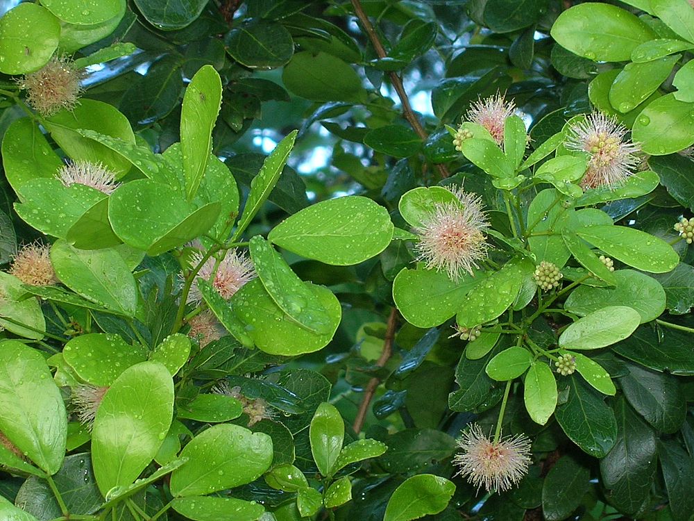 pithecellobium-keyense-blackbead
