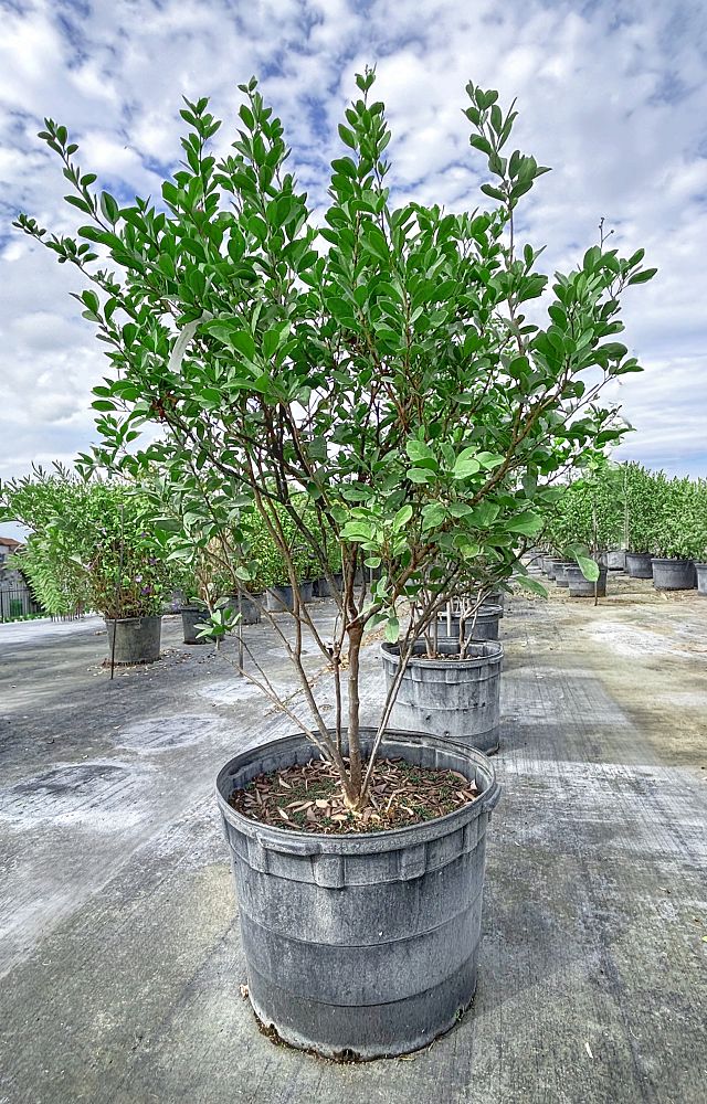 pithecellobium-keyense-blackbead