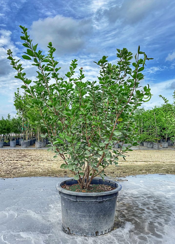 pithecellobium-keyense-blackbead