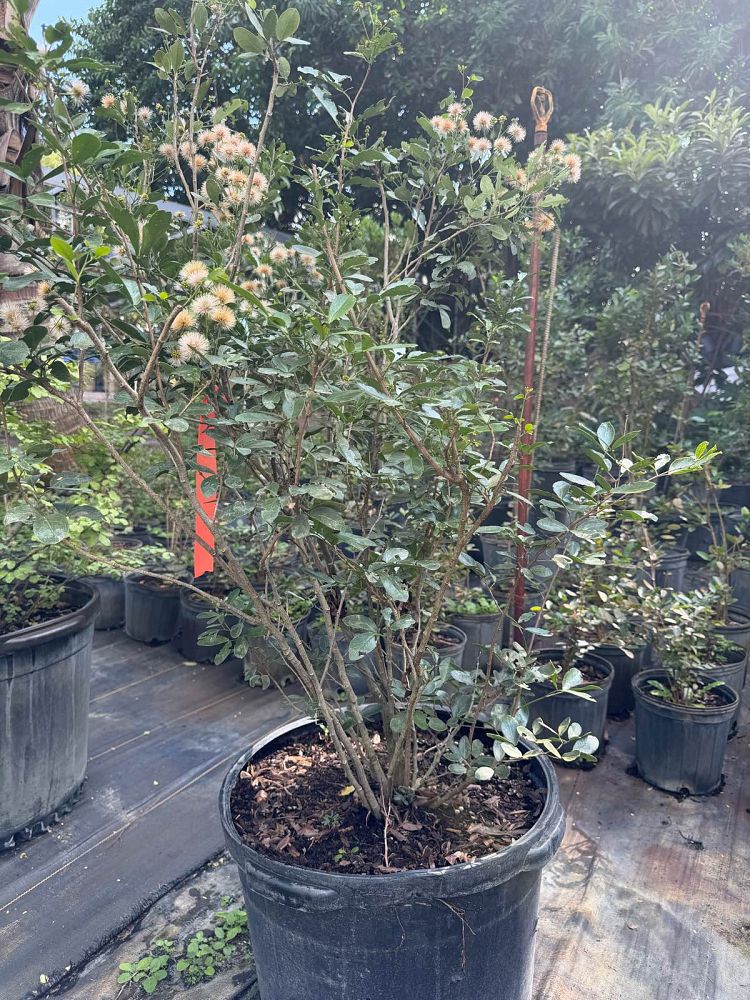 pithecellobium-keyense-blackbead