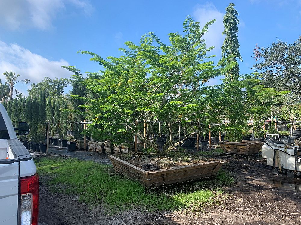 pithecellobium-tortum-brazilian-raintree