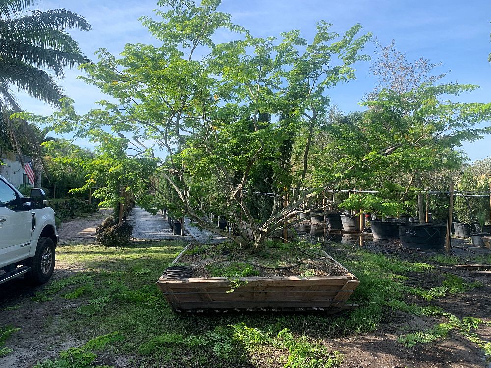 pithecellobium-tortum-brazilian-raintree