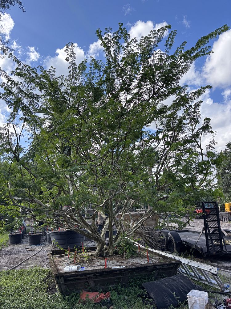 pithecellobium-tortum-brazilian-raintree